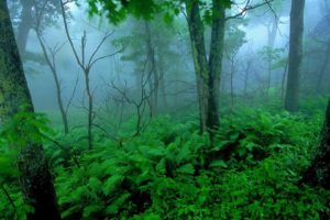 green, Landscapes, Trees, Forests, Mist, National, Park, Shenandoah