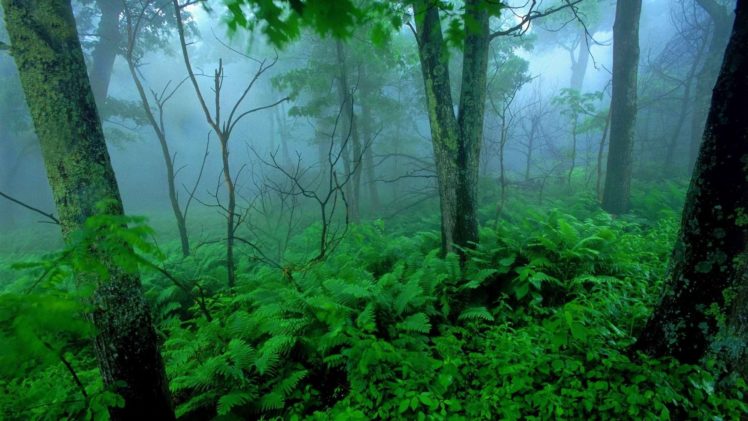green, Landscapes, Trees, Forests, Mist, National, Park, Shenandoah HD Wallpaper Desktop Background