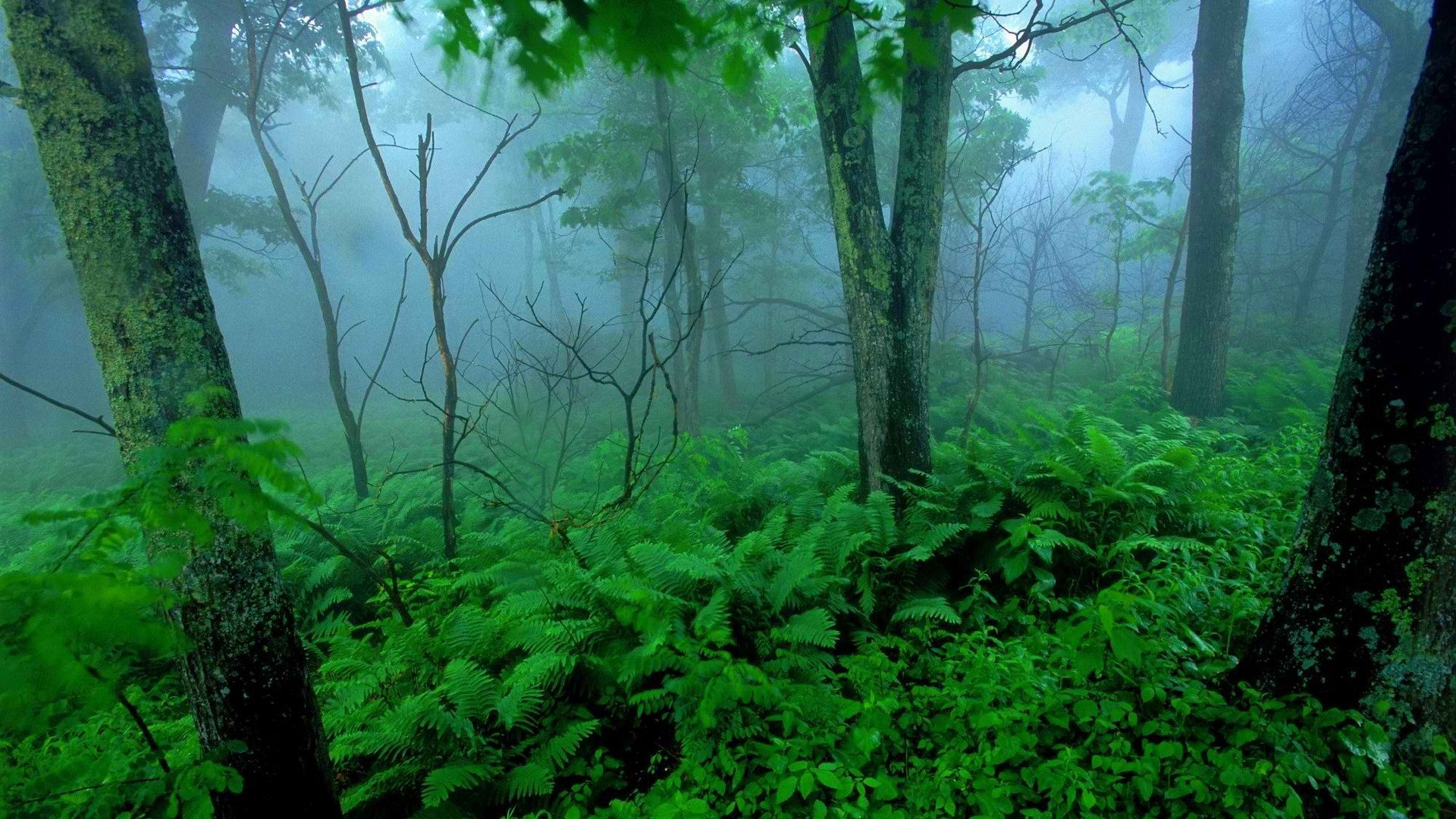 green, Landscapes, Trees, Forests, Mist, National, Park, Shenandoah Wallpaper