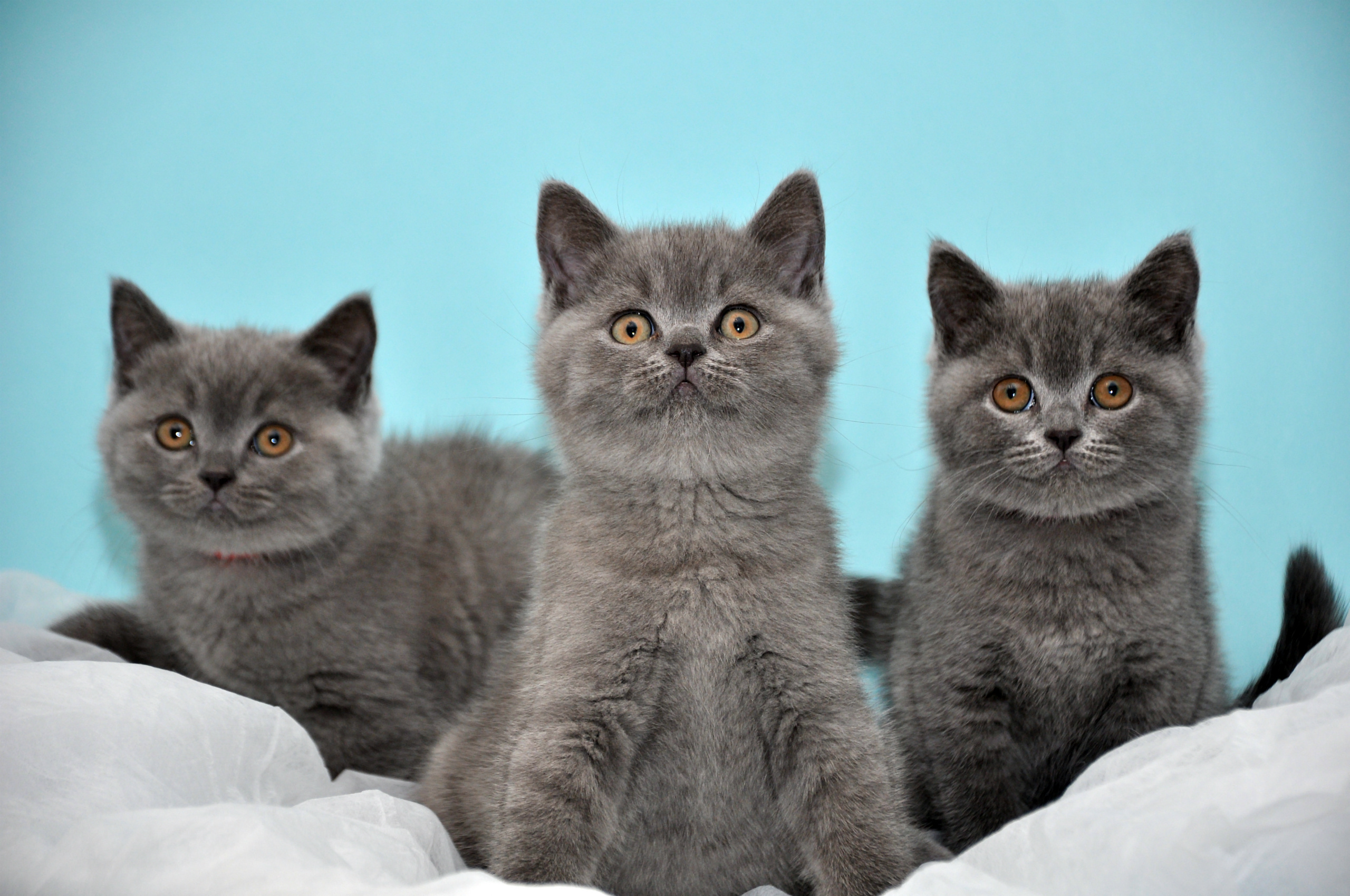 kittens Wallpaper