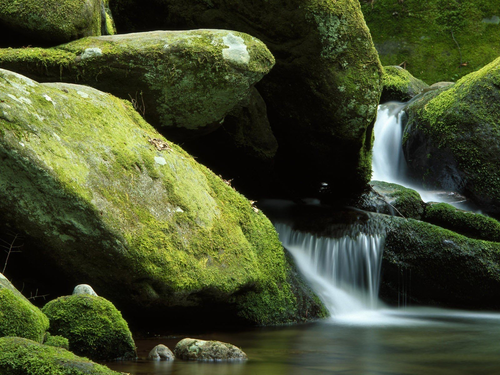 nature, Moss Wallpaper