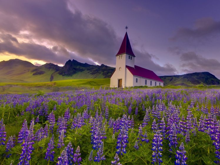 landscapes, Nature, Flowers, Iceland, Chapel, Purple, Flowers, Lupine HD Wallpaper Desktop Background