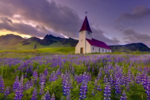 landscapes, Nature, Flowers, Iceland, Chapel, Purple, Flowers, Lupine