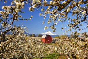 valleys, Blossoms, Oregon