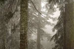 ice, Trees, Forests, Fog, National, Baker, Washington, Mount