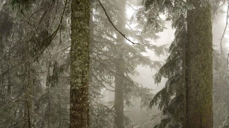 ice, Trees, Forests, Fog, National, Baker, Washington, Mount HD Wallpaper Desktop Background