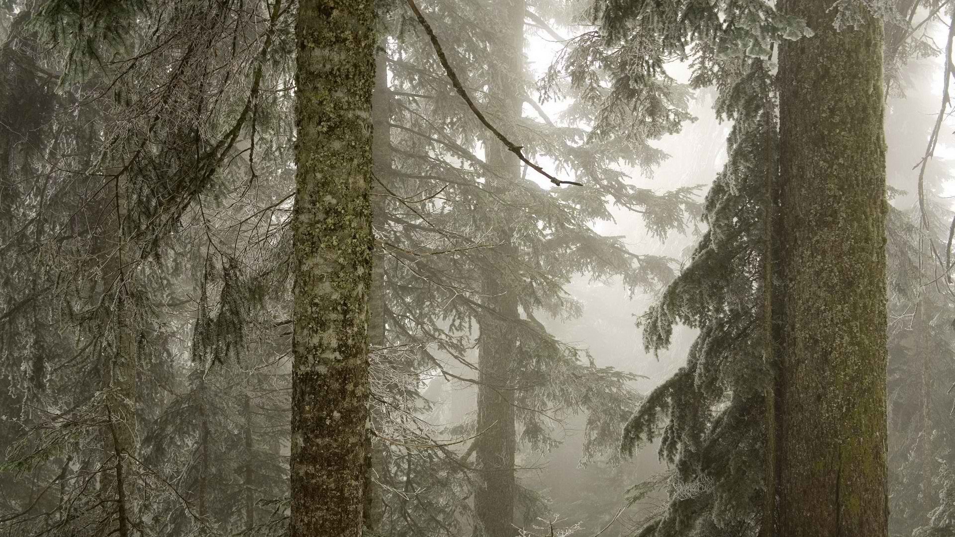 ice, Trees, Forests, Fog, National, Baker, Washington, Mount Wallpaper