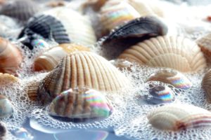 nature, Bubbles, Seashells