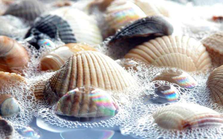 nature, Bubbles, Seashells HD Wallpaper Desktop Background