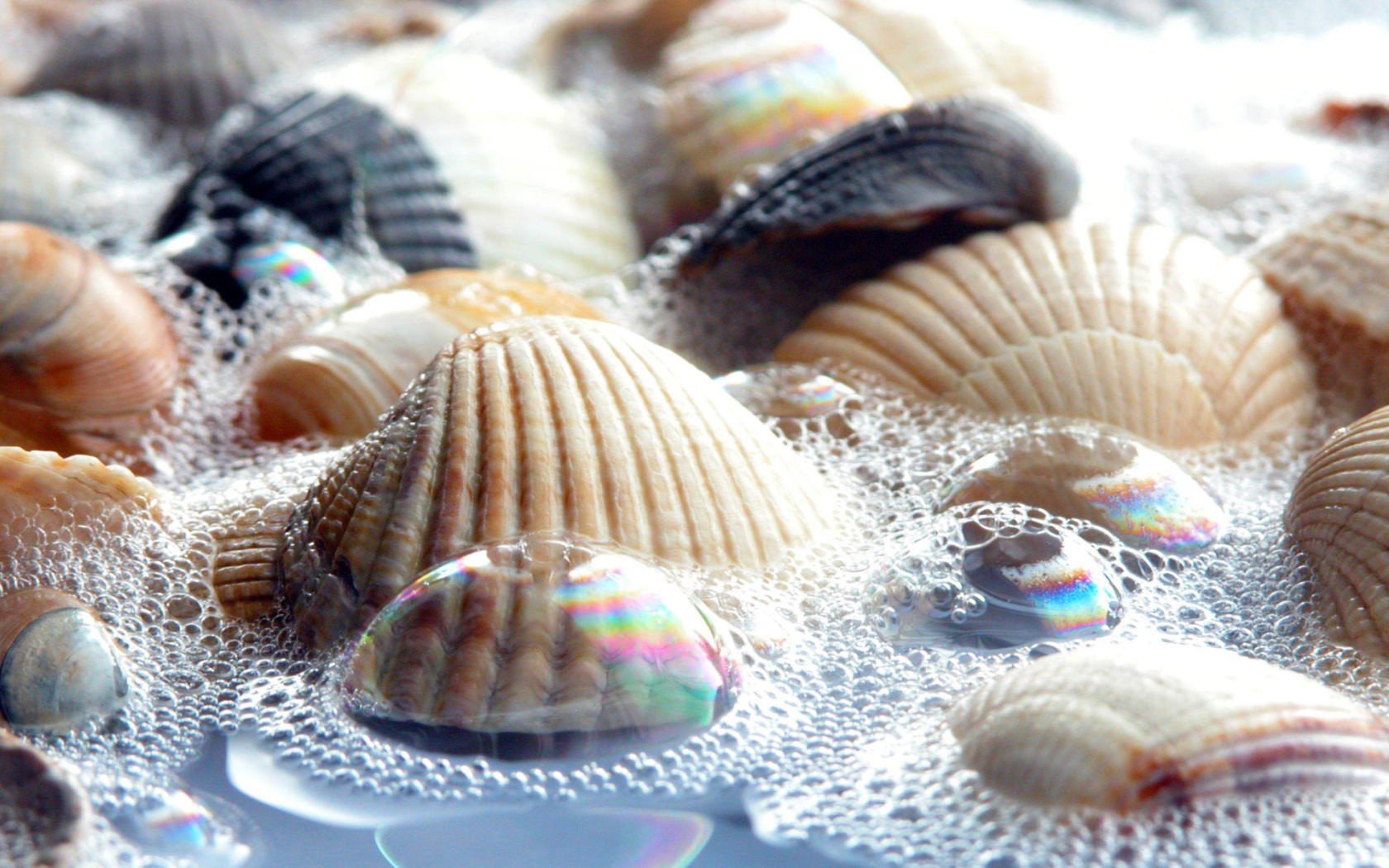 nature, Bubbles, Seashells Wallpaper