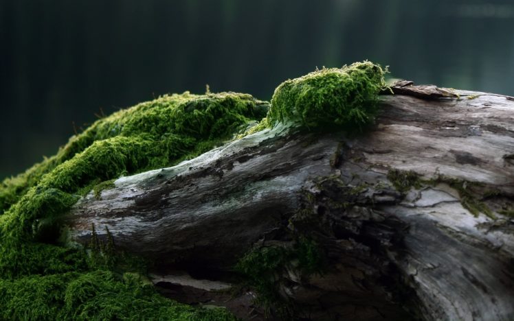 nature, Moss, Evening HD Wallpaper Desktop Background