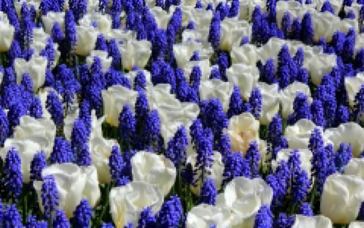 tulips, White, Mouse, Hyacinth HD Wallpaper Desktop Background