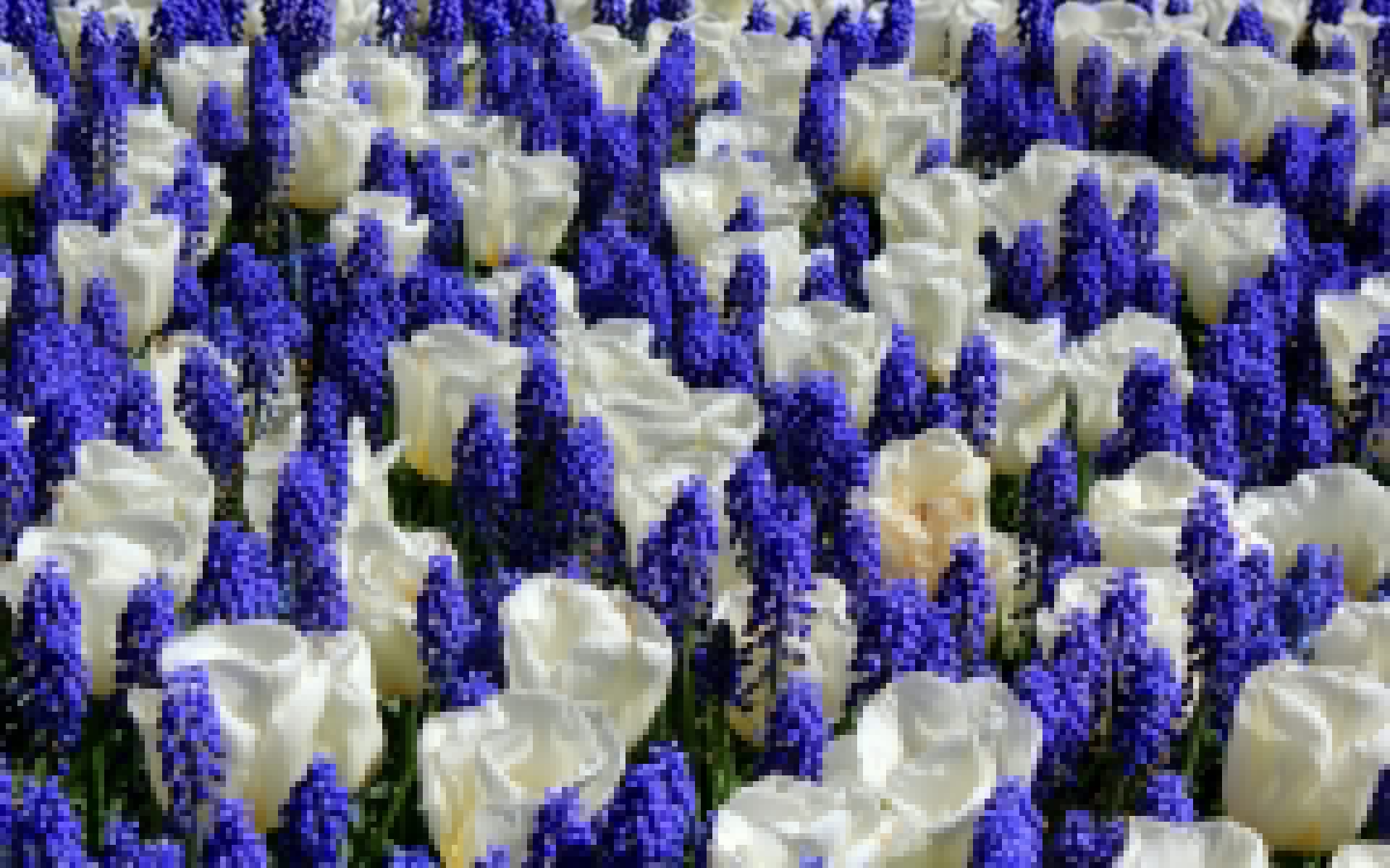 tulips, White, Mouse, Hyacinth Wallpaper