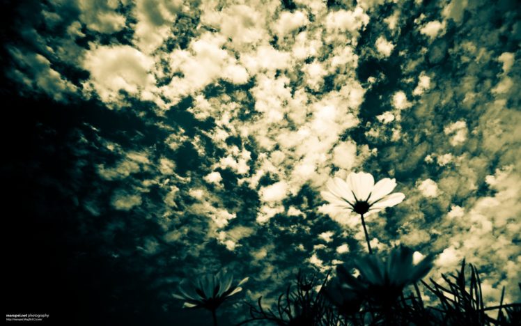 green, Clouds, Flowers, Grass, Skyscapes HD Wallpaper Desktop Background