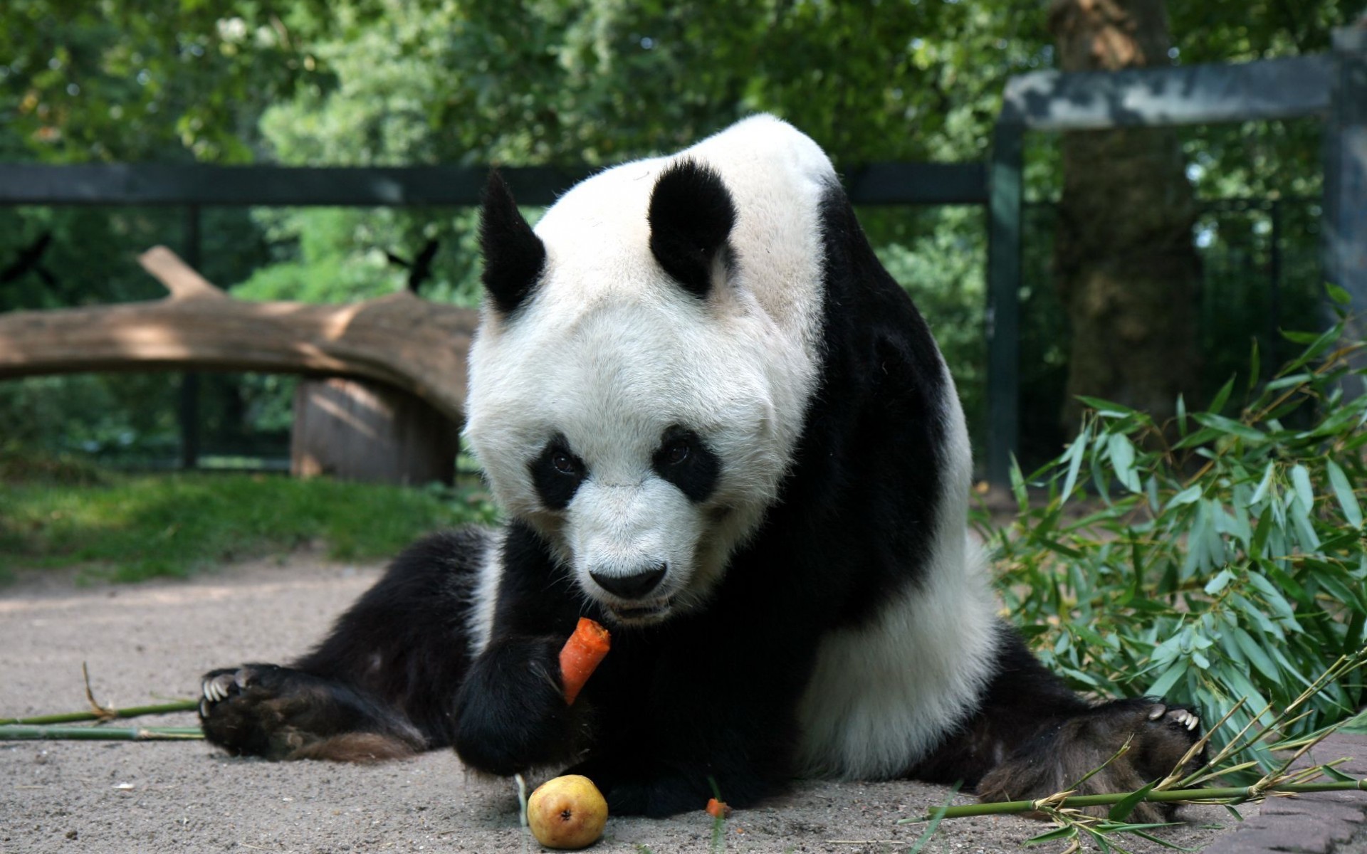 panda Wallpaper