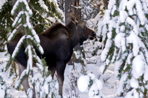 moose, Deer, Winter, Snow