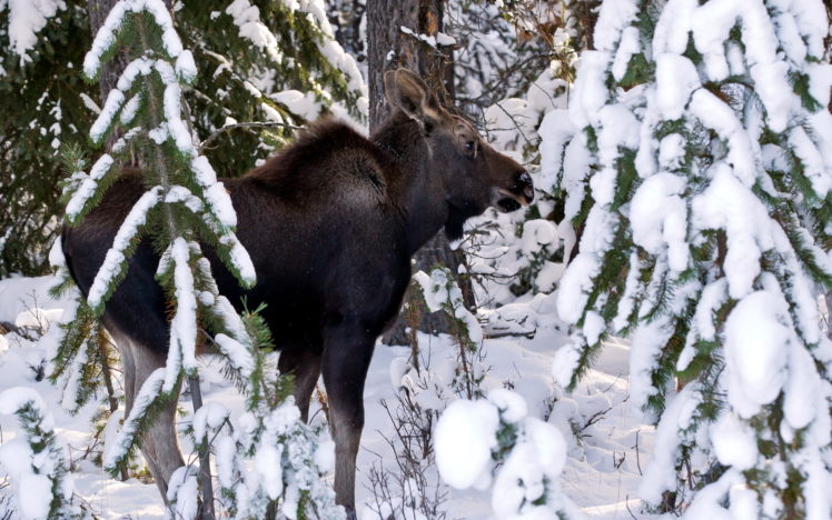 moose, Deer, Winter, Snow HD Wallpaper Desktop Background