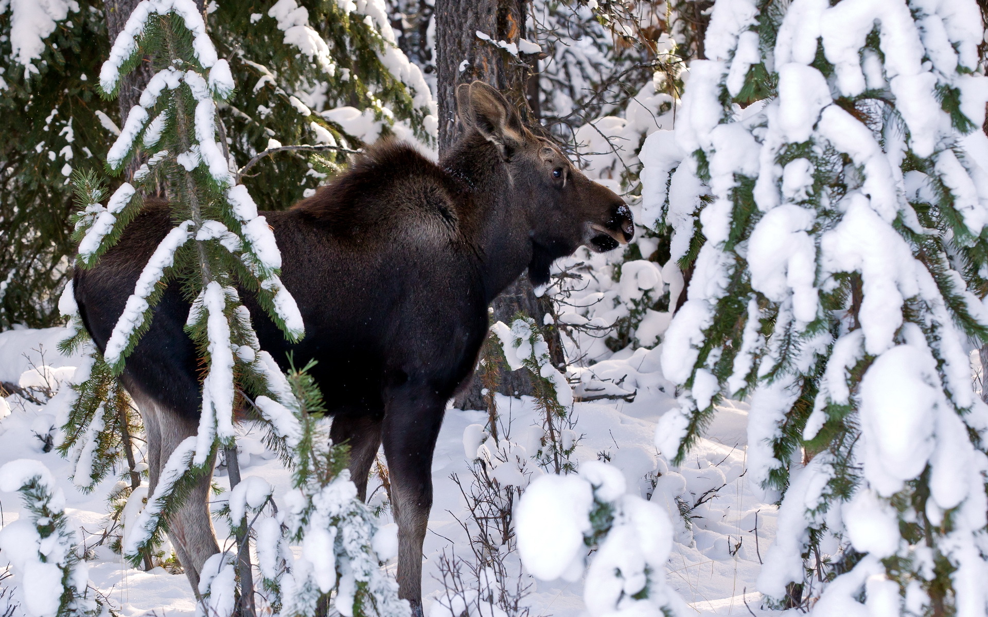 moose, Deer, Winter, Snow Wallpaper