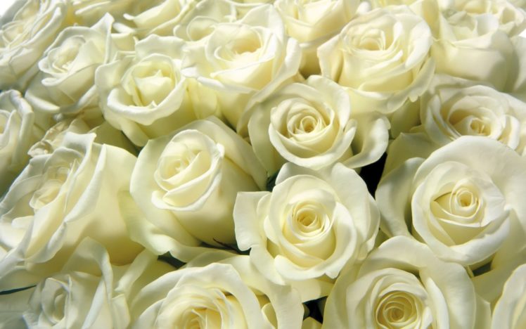 flowers, White, Roses, Roses HD Wallpaper Desktop Background