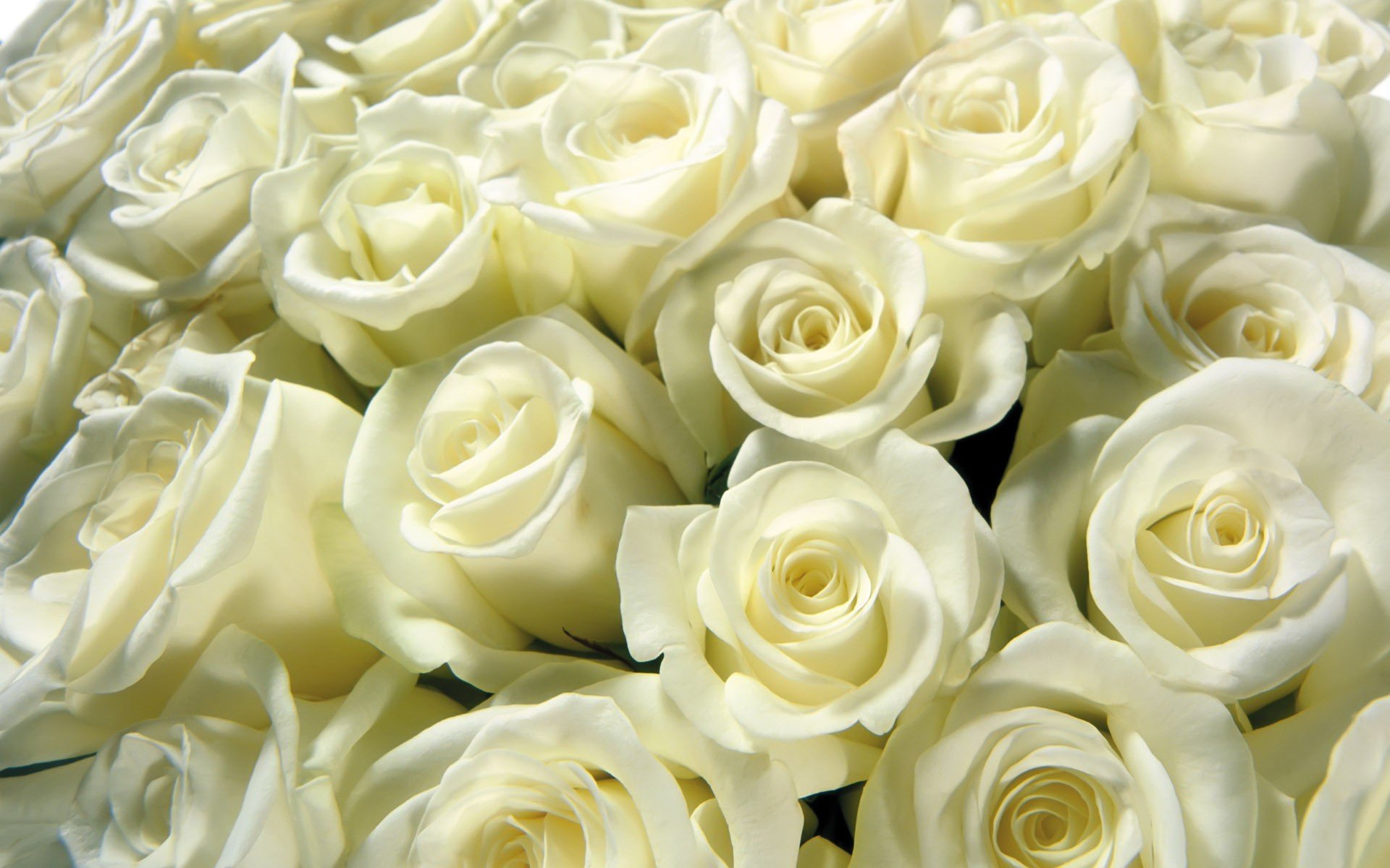 flowers, White, Roses, Roses Wallpaper