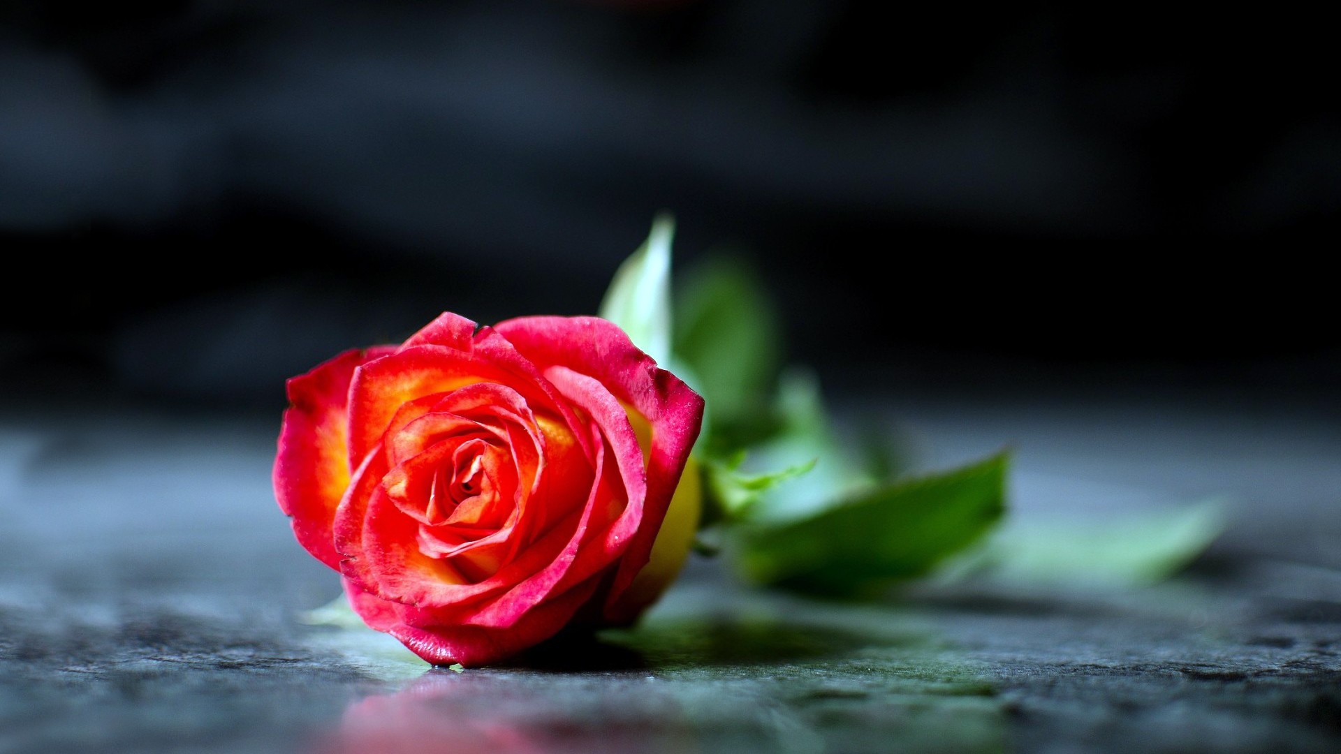 rose Wallpaper