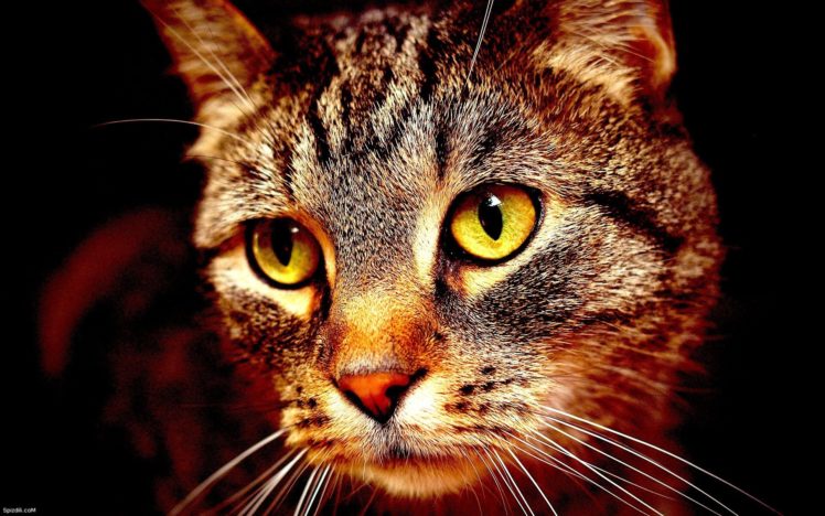 cats, Animals HD Wallpaper Desktop Background