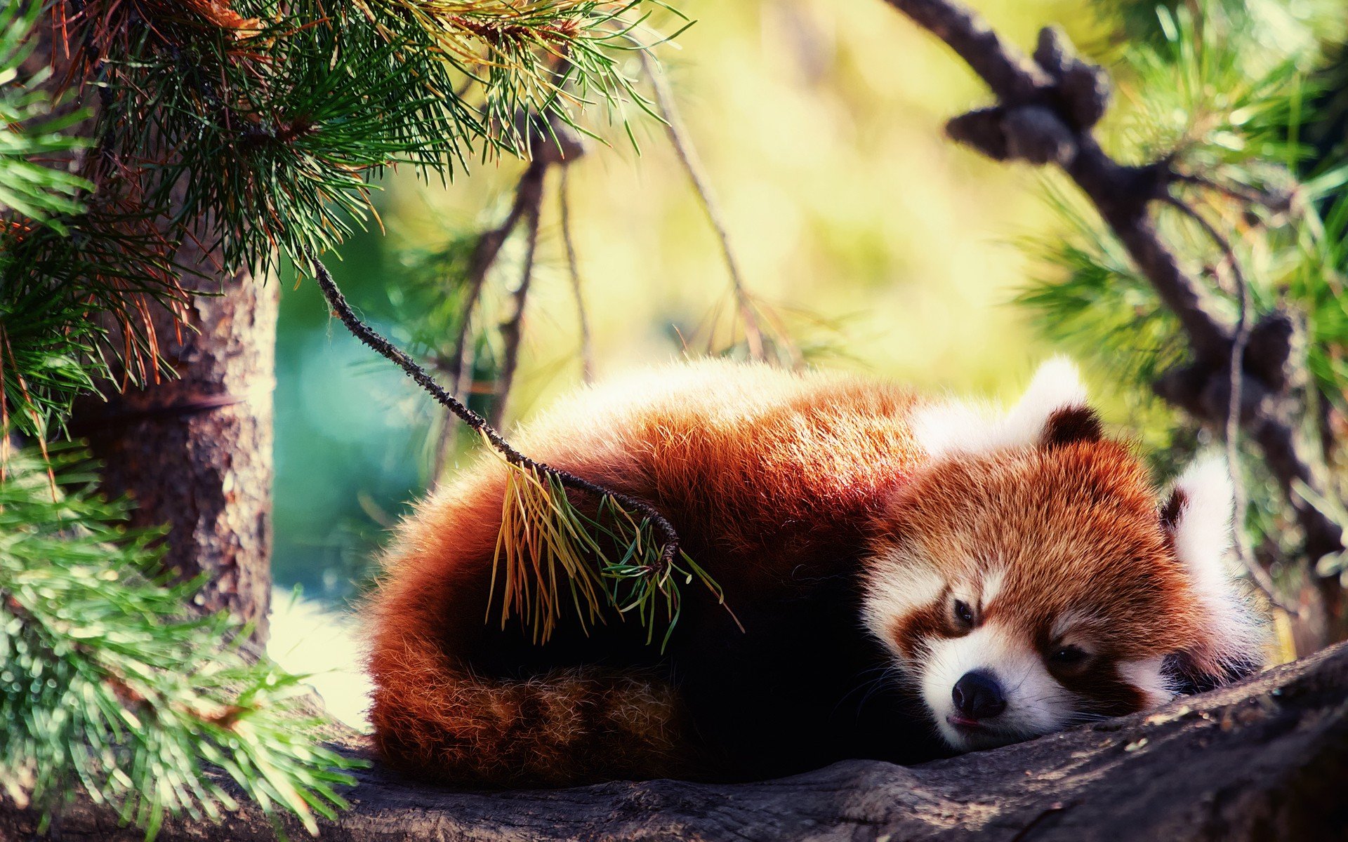 animals, Red, Pandas Wallpaper