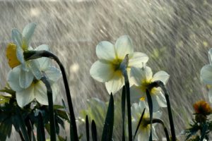 rain, Flowers