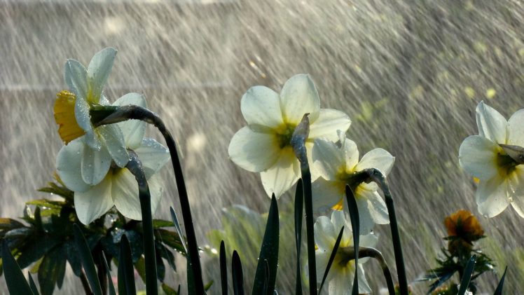 rain, Flowers HD Wallpaper Desktop Background
