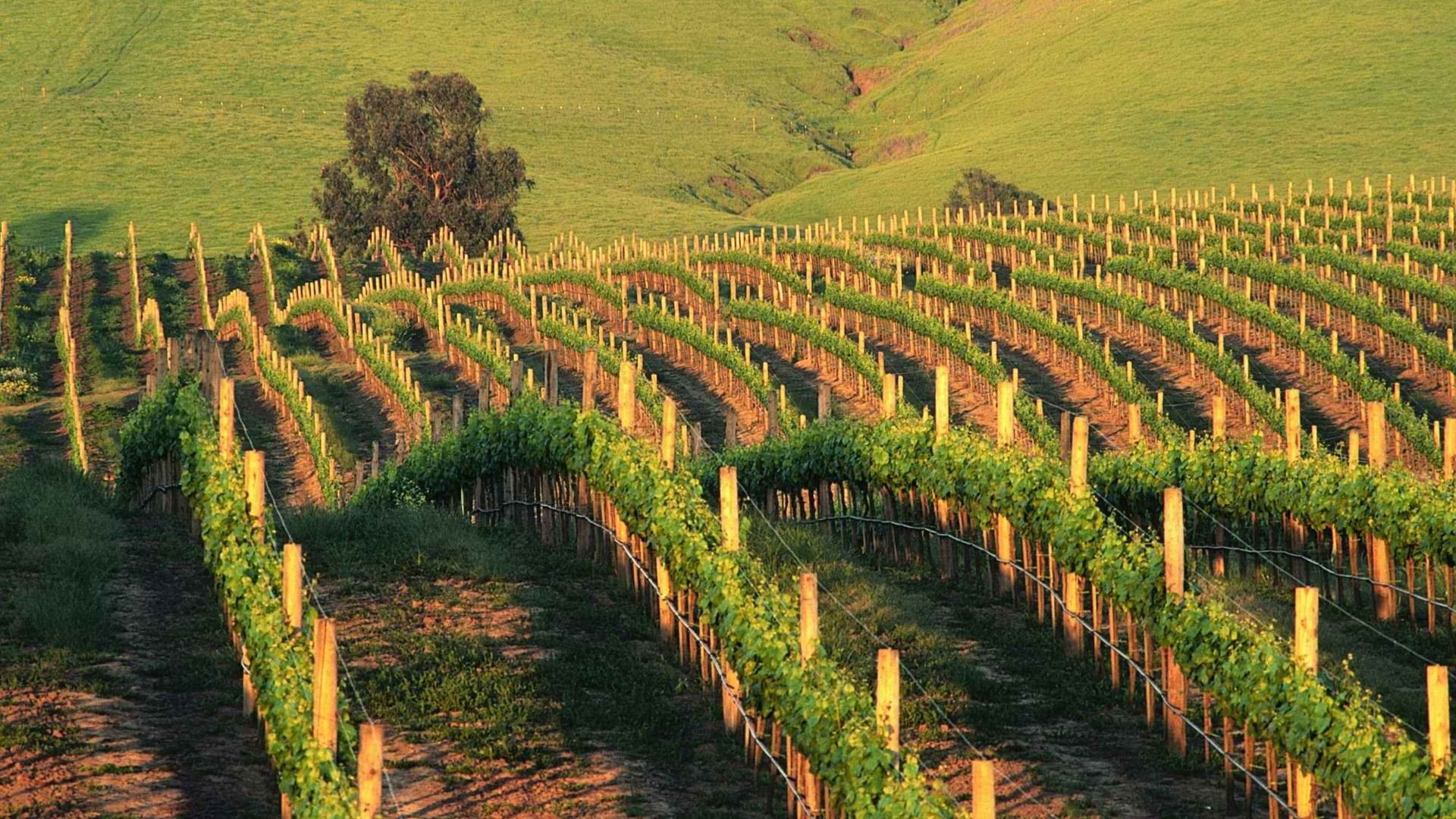 sunset, California, Vineyard Wallpaper