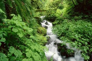 water, Nature, Forests, Streams