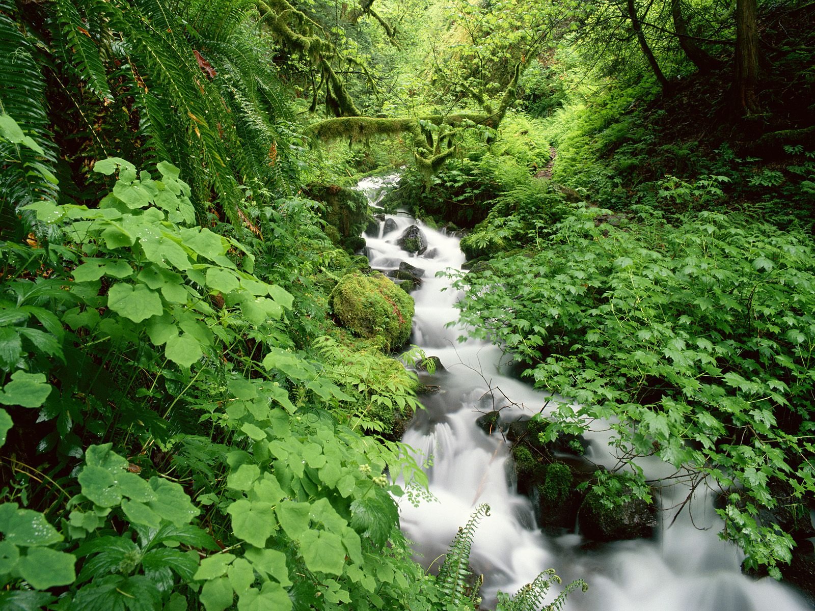 water, Nature, Forests, Streams Wallpaper