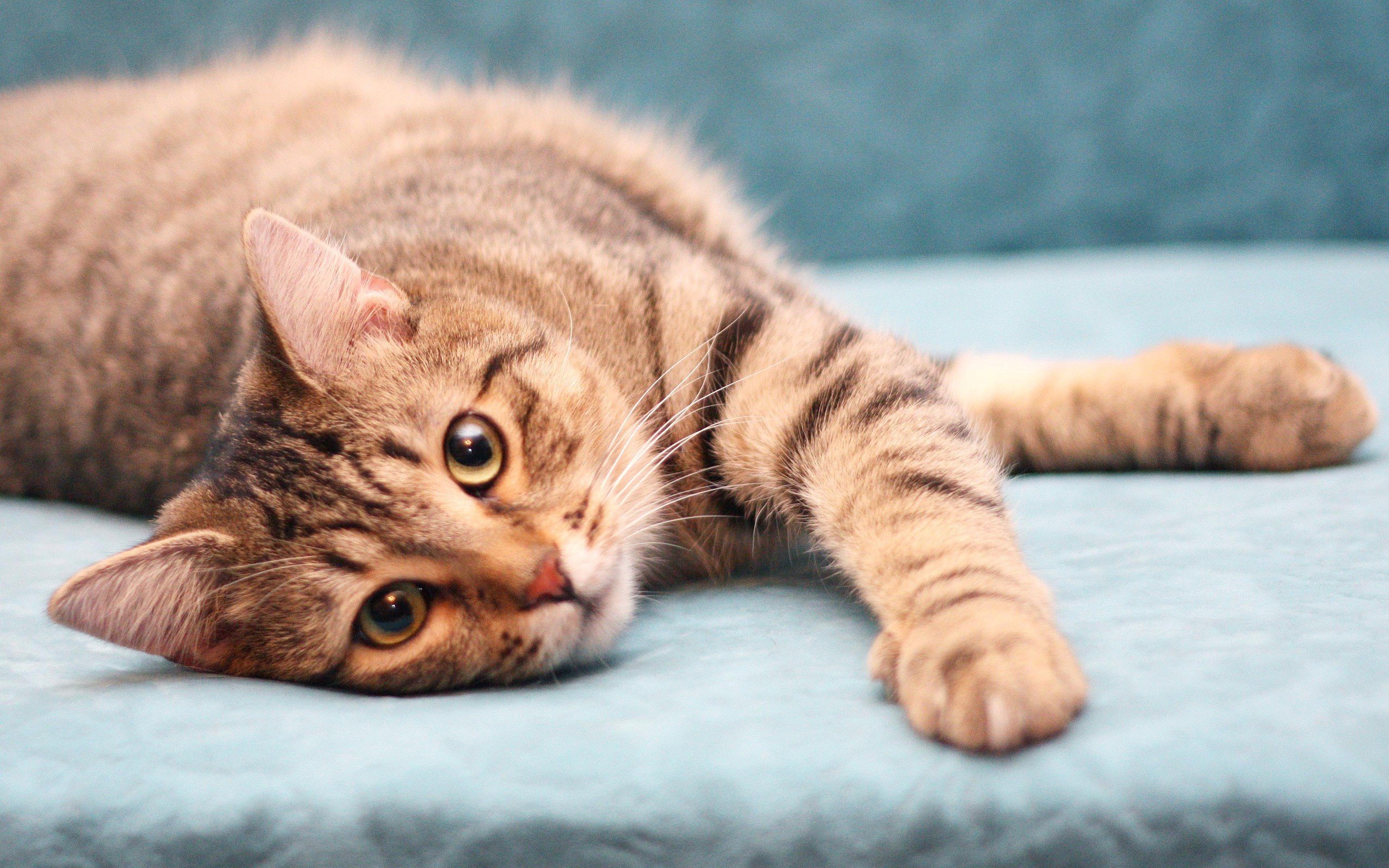 cats, Animals Wallpaper