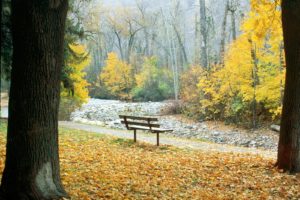autumn, Leaves, Bench, Park, Bench, Parks, Fallen, Leaves
