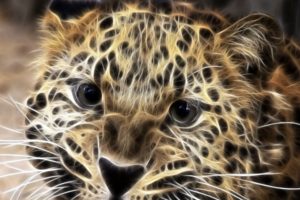 leopard, Fractals, Cg, Art