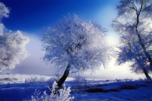 winter, Snow, Trees, Blue, Skies