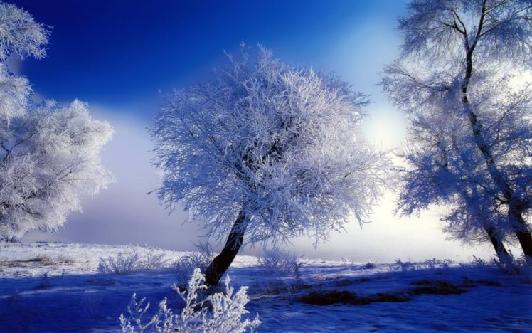 winter, Snow, Trees, Blue, Skies HD Wallpaper Desktop Background