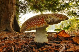 mushrooms, Fly, Agaric, Mushrooms