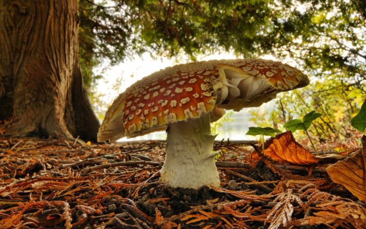 mushrooms, Fly, Agaric, Mushrooms HD Wallpaper Desktop Background