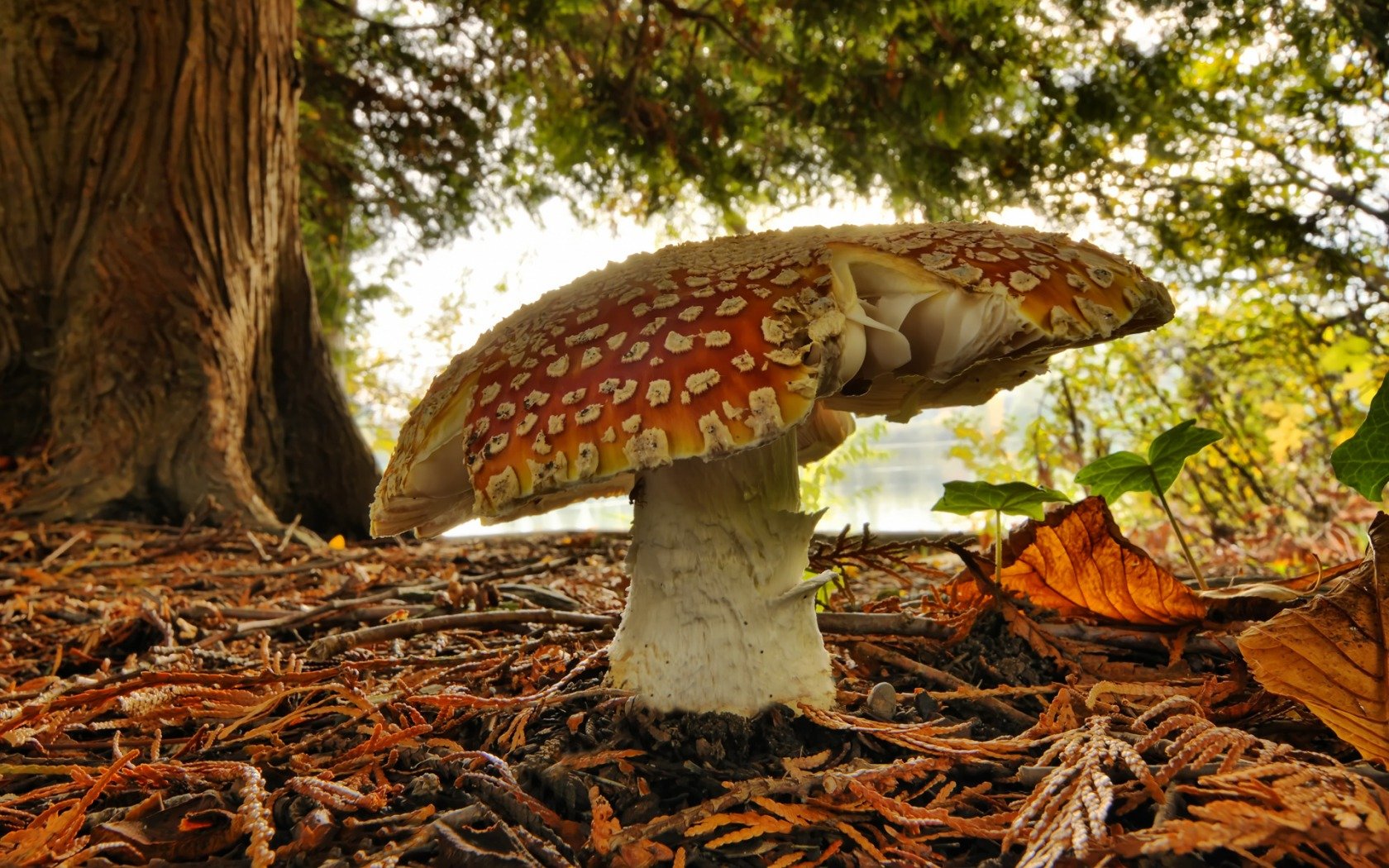 mushrooms, Fly, Agaric, Mushrooms Wallpaper