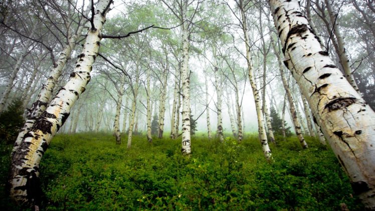 nature, Woods, Arbres HD Wallpaper Desktop Background