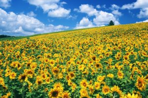 nature, Fields, Sunflowers