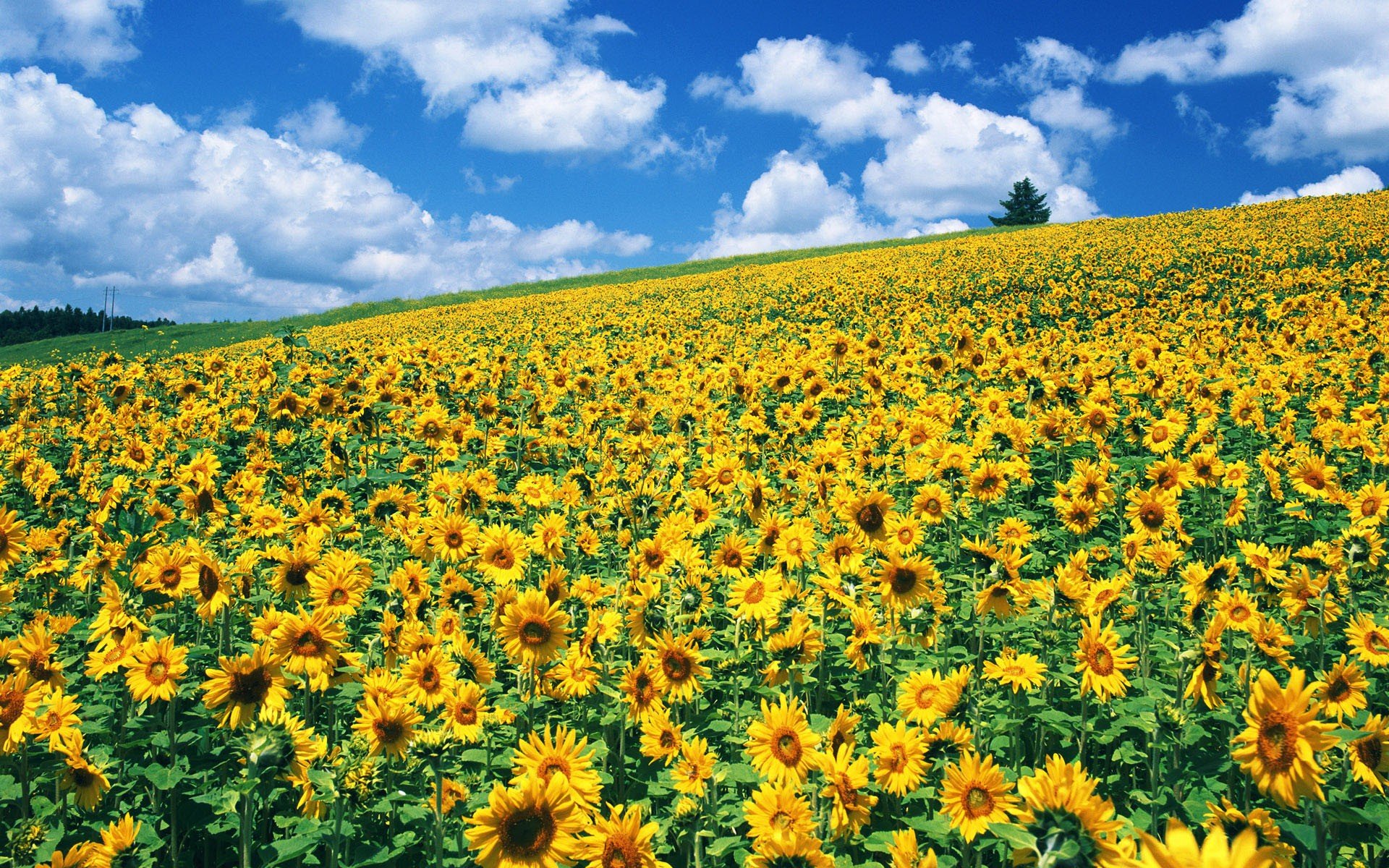 nature, Fields, Sunflowers Wallpaper