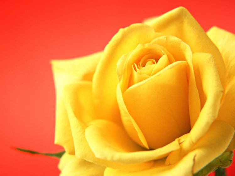 flowers, Roses, Yellow, Rose HD Wallpaper Desktop Background