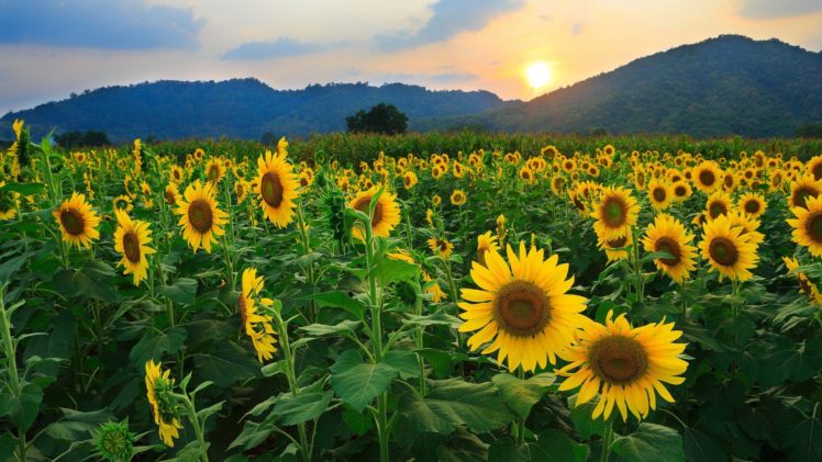 sun, Flowers, Skies HD Wallpaper Desktop Background