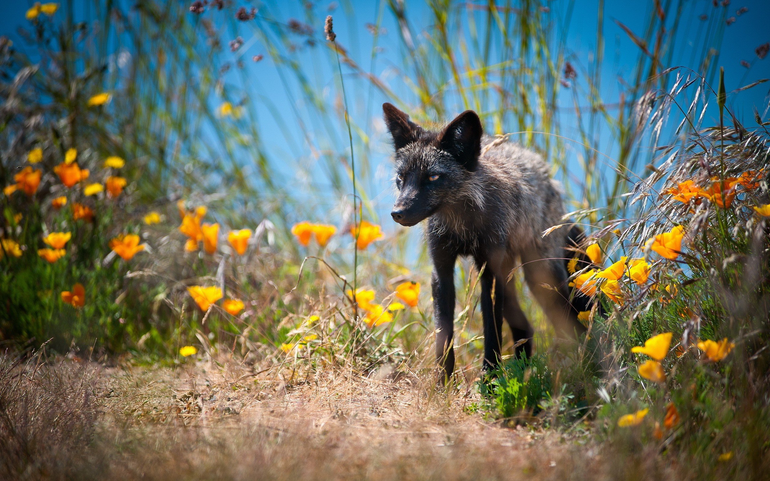 nature, Animals, Blurred, Yellow, Flowers Wallpaper