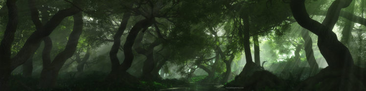 nature, Trees, Forest, 4800a HD Wallpaper Desktop Background