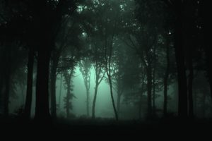 landscapes, Forest, Fog, Dark