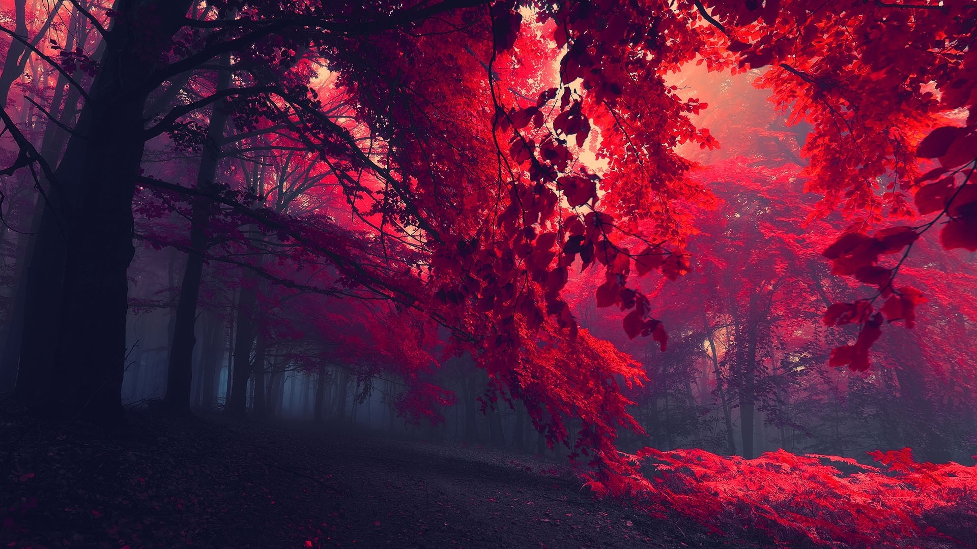 landscapes, Trees, Forest, Autumn, Fall, Leaves, Sunlight Wallpaper