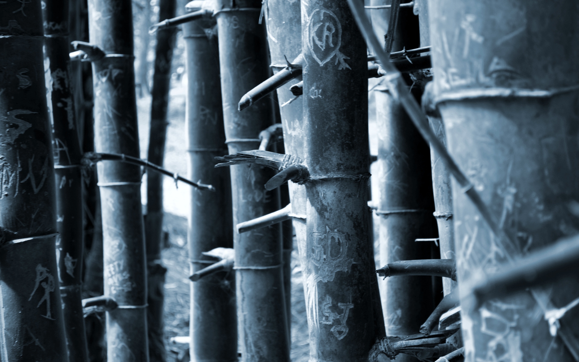 bamboo, Bokeh, Mood, Love, Heart, Forest Wallpaper